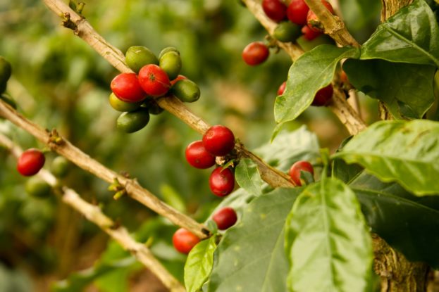 The Low Down on Coffee Beans, Coffee Plants, and Growing Your Own ...