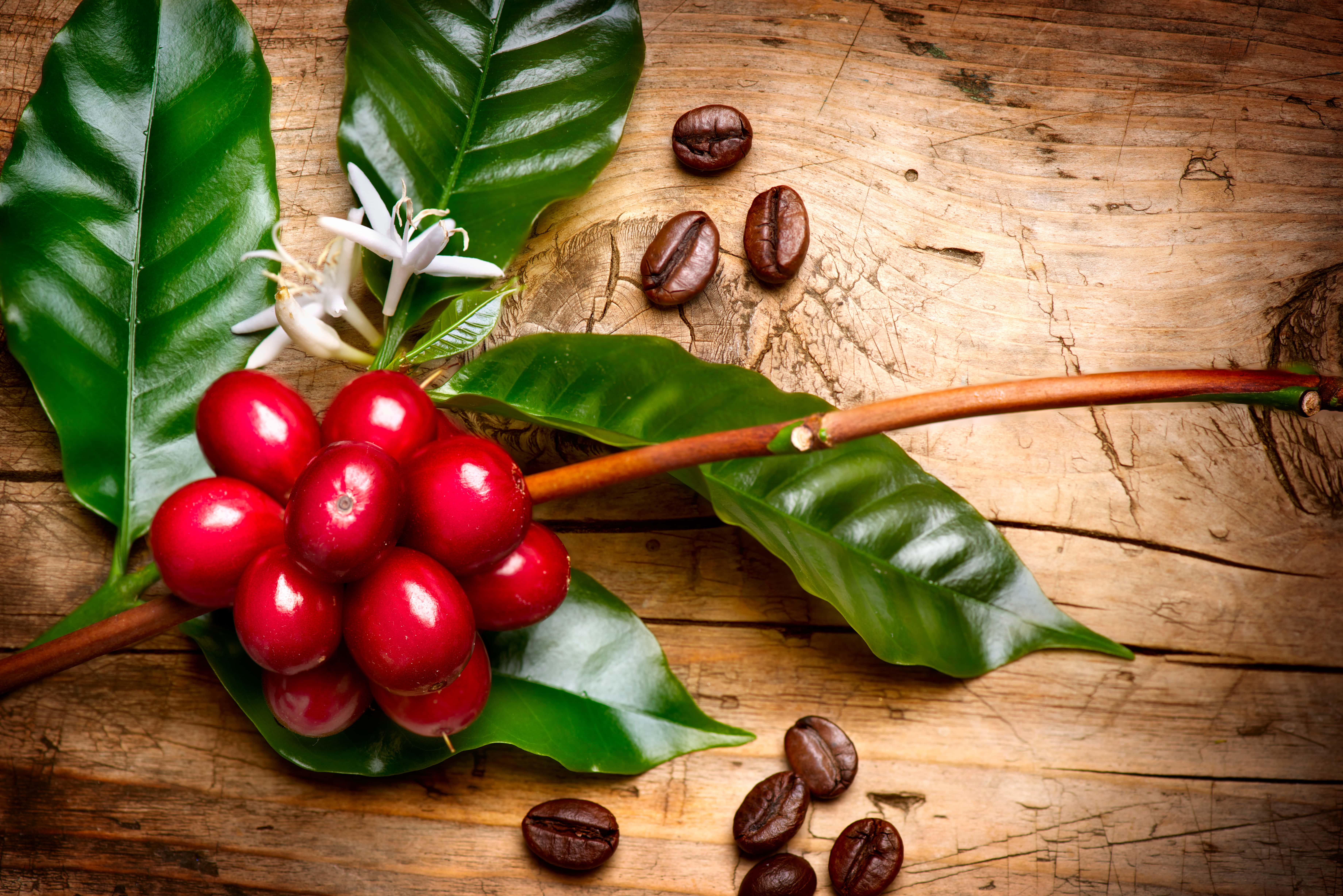 what-you-need-to-know-about-sustainable-coffee-try-coffee